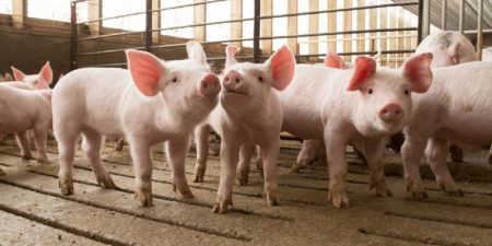 Χορήγηση κρατικών ενισχύσεων στον τομέα εκτροφής χοίρων  και γουνοφόρων σε όλη την επικράτεια