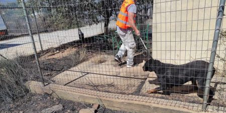 ΣΤΗΝ ΠΡΩΤΗ ΓΡΑΜΜΗ Ο ΠΕΣΥΔΑΠ: Σώζοντας ζώα από την κόλαση της Πεντέλης