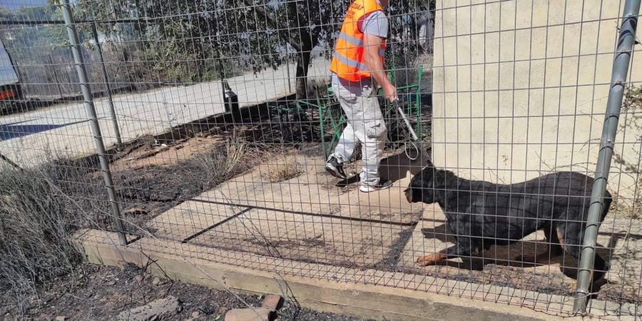 ΣΤΗΝ ΠΡΩΤΗ ΓΡΑΜΜΗ Ο ΠΕΣΥΔΑΠ: Σώζοντας ζώα από την κόλαση της Πεντέλης