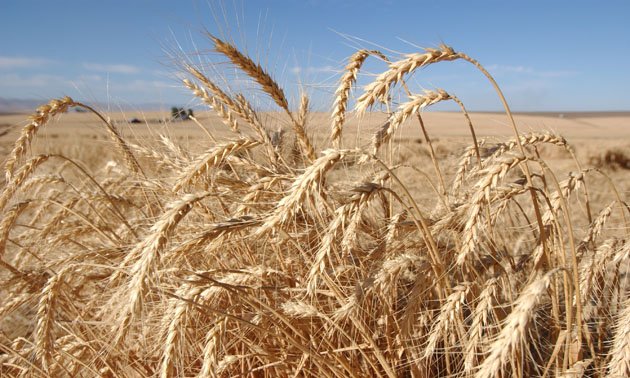 Τα ουκρανικά σιτηρά μόλις και μετά βίας φτάνουν στις χώρες που έχουν ανάγκη μέσω των «διαδρόμων αλληλεγγύης»