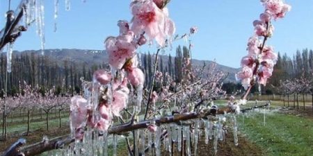 Για πρώτη φορά αποζημιώσεις στο προανθικό στάδιο