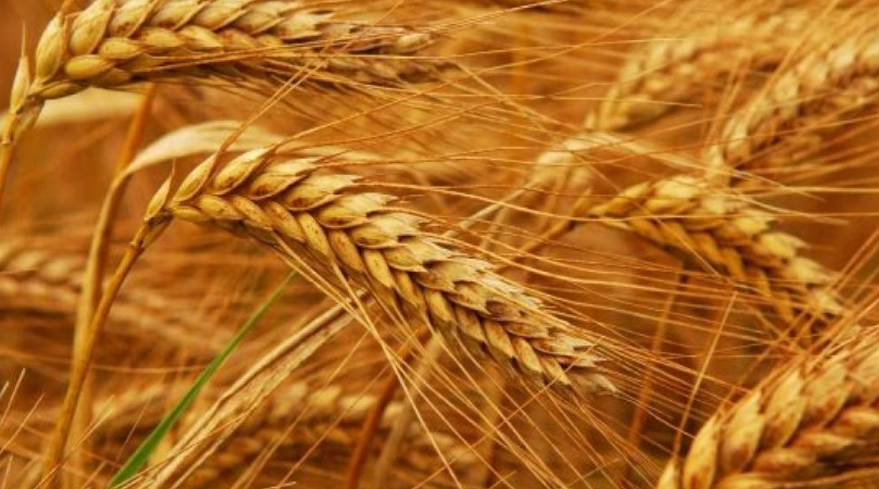 Έρχονται τα γενετικά τροποποιημένα σιτηρά