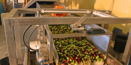 Γ. Γεωργαντάς: Στηρίζουμε το εθνικό προϊόν της ελιάς απέναντι στην κλιματική κρίση