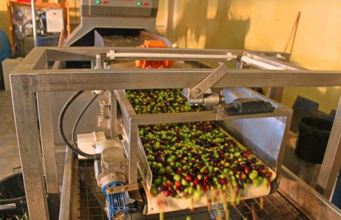 Γ. Γεωργαντάς: Στηρίζουμε το εθνικό προϊόν της ελιάς απέναντι στην κλιματική κρίση