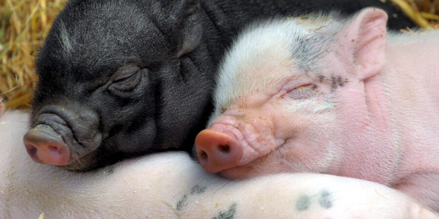 Εκδόθηκε η απόφαση για το Υπομέτρο 14.1 «Ευζωία των Χοίρων ενσταβλισμένης εκτροφής» προϋπολογισμού 25 εκατ. €