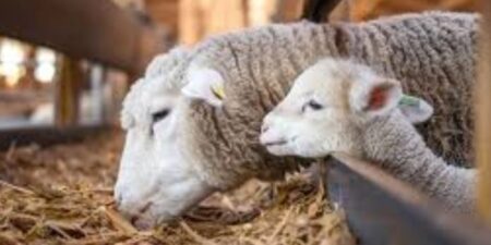 Πληρωμή ζωοτροφών σε κτηνοτρόφους