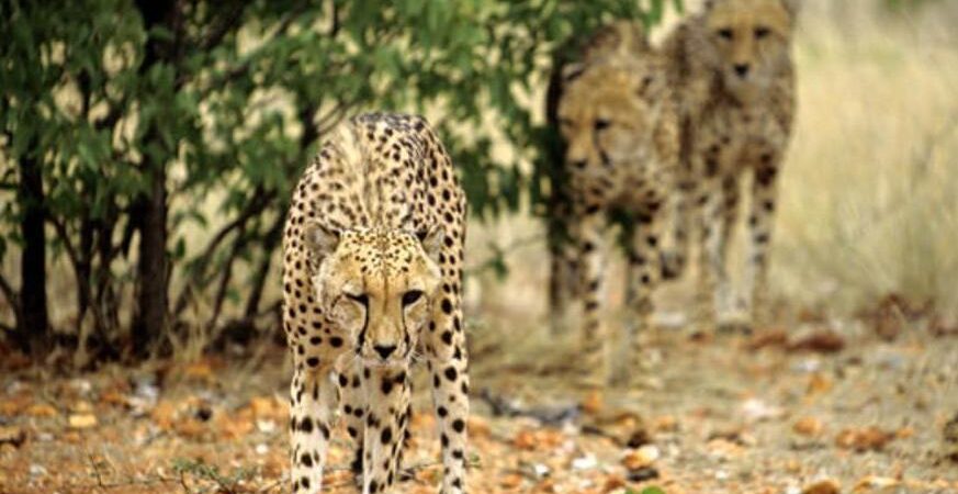 WWF: Σχεδόν το 70% των άγριων ζώων εξαφανίστηκε από το 1970