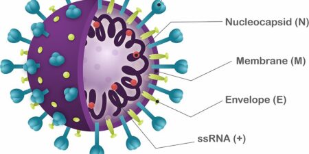 Νέα υποστελέχη SARS-CoV-2 – πόσο πρέπει να ανησυχούμε;
