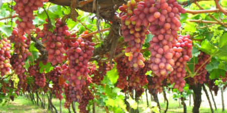 Κατ’ εξαίρεση χορήγηση αδειών απόσταξης επιτραπέζιων σταφυλιών