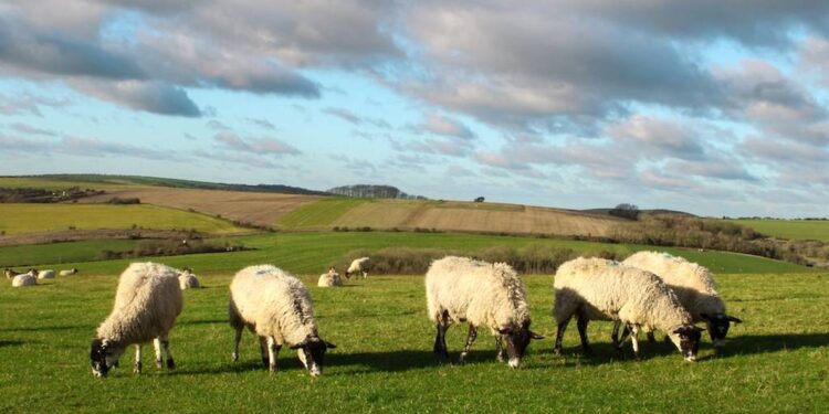 Ανοίγει η πλατφόρμα των δηλώσεων για την πληρωμή έκτακτης ενίσχυσης 89 εκατ. ευρώ σε κτηνοτρόφους