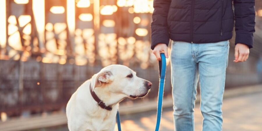 Οι Έλληνες και τα κατοικίδιά τους