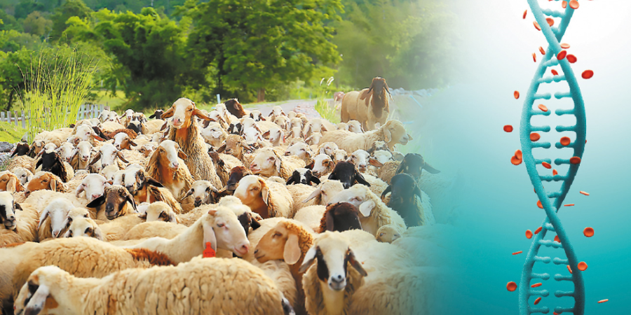 Παράταση και αύξηση επιχορήγησης για την γενετική βελτίωση ζώων