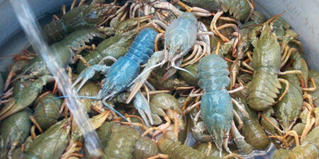 Υδατοκαλλιέργειες καραβίδας στην λίμνη της Βεγορίτιδας