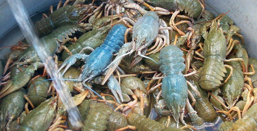 Υδατοκαλλιέργειες καραβίδας στην λίμνη της Βεγορίτιδας