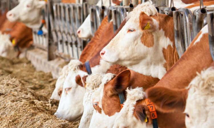 Πληρωμές – Μέτρο 22 – Ενίσχυση ζωοτροφών