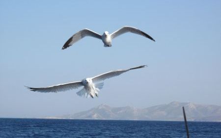 Νέα ασθένεια που προκαλείται από πλαστικά ανακαλύφθηκε σε θαλασσοπούλια