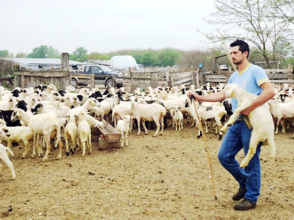 Έναρξη υποβολής αιτήσεων από τους νεοεισερχόμενους κτηνοτρόφους του έτους 2021 στο Μέτρο 22 για την αγορά ζωοτροφών
