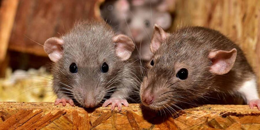 Οι επιστήμονες δημιουργούν ποντίκια με δύο πατέρες αφού έφτιαξαν ωάρια από αρσενικά κύτταρα