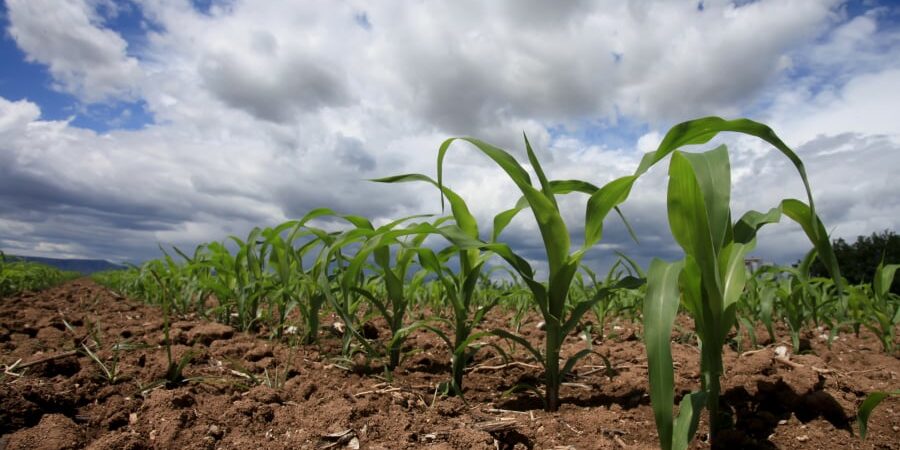 Διευκρινίσεις για ενισχύσεις κτηνοτροφικών φυτών