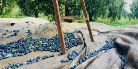 Στην κορυφή της Σκανδιναβίας για το 2023 οι ελαιώνες Σακελλαρόπουλου