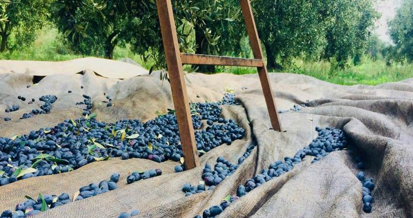 Στην κορυφή της Σκανδιναβίας για το 2023 οι ελαιώνες Σακελλαρόπουλου