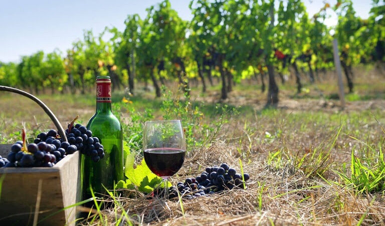 Μειώθηκε κατά 13,86% η ελληνική οινοπαραγωγή την περίοδο 2022/2023