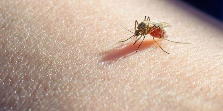 Αυξάνεται ο κίνδυνος ασθενειών που μεταδίδονται από τα κουνούπια στην Ευρώπη