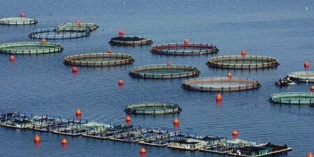 Στην Ελλάδα το πρόγραμμα για την ενδυνάμωση των νέων γυναικών της Μεσογείου και της Μαύρης Θάλασσας και ο ρόλος τους στην ανάπτυξη της  βιώσιμης υδατοκαλλιέργειας