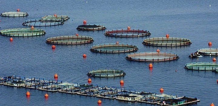 Στην Ελλάδα το πρόγραμμα για την ενδυνάμωση των νέων γυναικών της Μεσογείου και της Μαύρης Θάλασσας και ο ρόλος τους στην ανάπτυξη της  βιώσιμης υδατοκαλλιέργειας