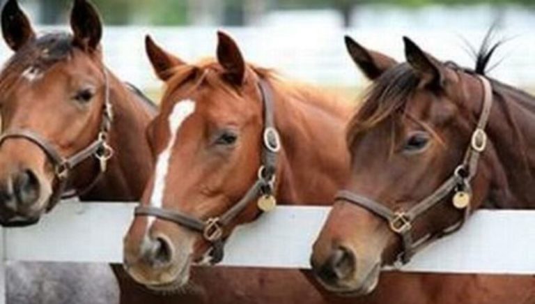 Απαγόρευση της εργασίας και της μεταφοράς των ιπποειδών σε συνθήκες καύσωνα