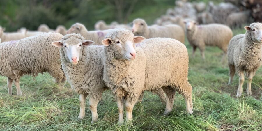 Λήψη μέτρων κατόπιν εντοπισμού κρουσμάτων Ευλογιάς προβάτων και αιγών στη Δημοτική Ενότητα Σιγρίου Λέσβου
