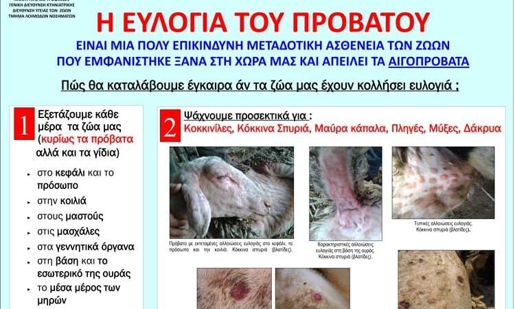 Εντοπίσθηκε κρούσμα ευλογιάς σε εκτροφή προβάτων – Δεν μεταδίδεται στον άνθρωπο