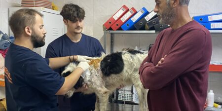 Έγκαιρη φροντίδα από το ΔΙΚΕΠΑΖ, σε δύο πυροβολημένους σκύλους