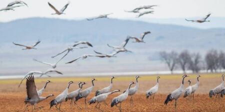 Νέοι κανόνες για την αποκατάσταση του 20% της γης και της θάλασσας στην ΕΕ