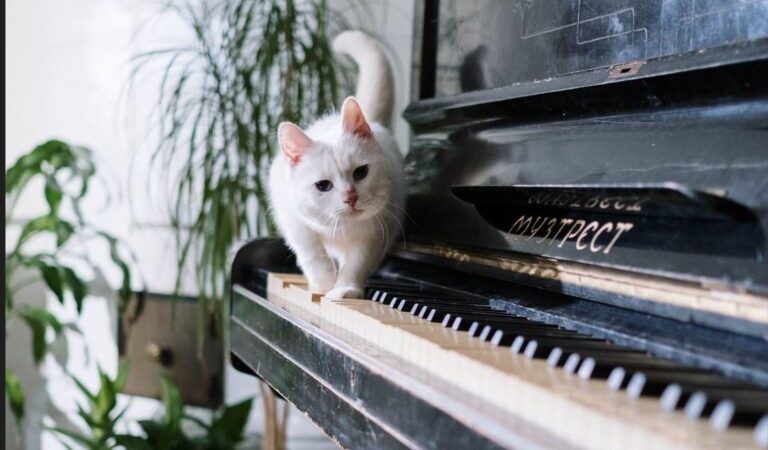 Επτά νέες ψηφιακές υπηρεσίες προστέθηκαν στο Εθνικό Μητρώο Ζώων Συντροφιάς