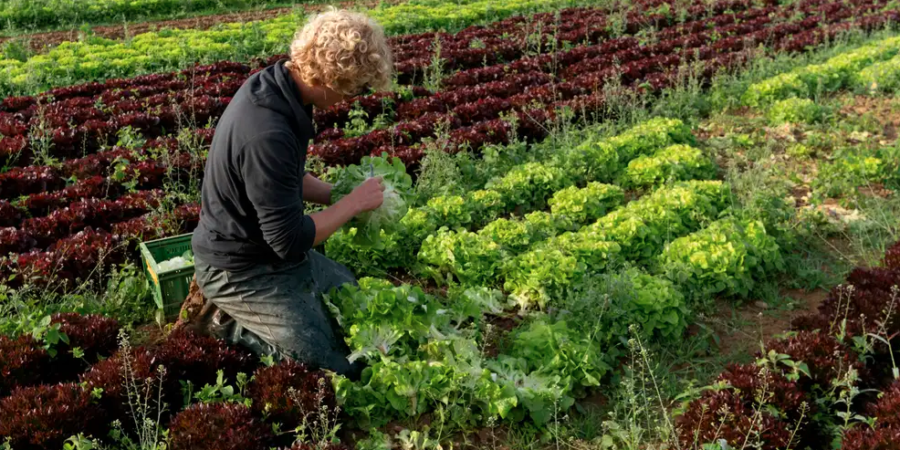 Γερμανία: Γιατί οι νέοι… σνομπάρουν το αγροτικό επάγγελμα;