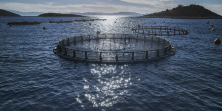 H Ελληνική Οργάνωση Παραγωγών Υδατοκαλλιέργειας (ΕΛΟΠΥ) και ο Οργανισμός Aquaculture Advisory Council (ΑSC), υποδέχονται στην Ελλάδα διεθνές κλιμάκιο αγοραστών ιχθυηρών και δημοσιογράφων γεύσης