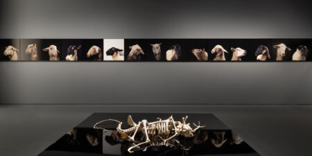 Why Look at Animals? Δικαιοσύνη για τη μη ανθρώπινη ζωή