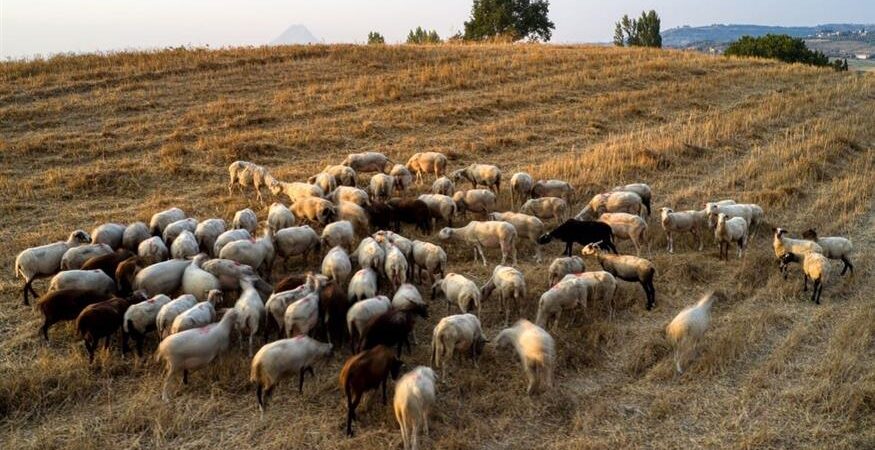 Από 14 έως 28 Μαΐου οι ηλεκτρονικές αιτήσεις για το πρόγραμμα βιολογικής γεωργίας και κτηνοτροφίας, ύψους 287,5 εκ. €