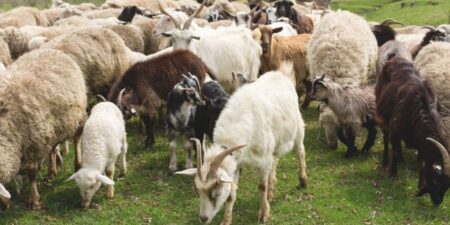 Ευρωπαϊκή Εισαγγελία: Ο θεσμός πίσω από το σκάνδαλο ΟΠΕΚΕΠΕ