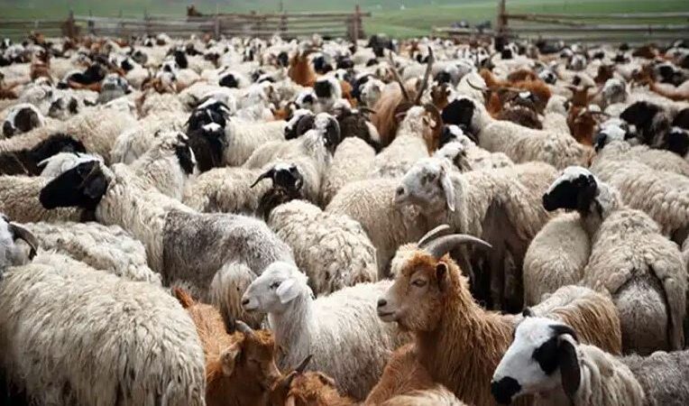 Ευλογιά: Συστήνεται Επιτροπή Επιτήρησης με τη συμμετοχή κτηνοτρόφων, για εφαρμογή των μέτρων