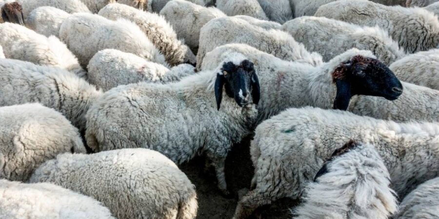 Δεν απαιτείται η καταβολή των τελών εκτίμησης από τους πληγέντες παραγωγούς