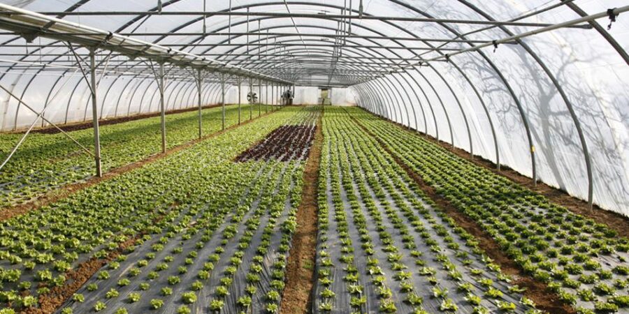 Παρατείνεται η προθεσμία υποβολής αιτήσεων για θερμοκήπια και στέγαστρα φυτικής παραγωγής