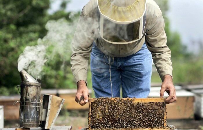 Από 1η Σεπτεμβρίου έως 20 Νοεμβρίου η δήλωση των κατεχόμενων κυψελών από τους μελισσοκόμους