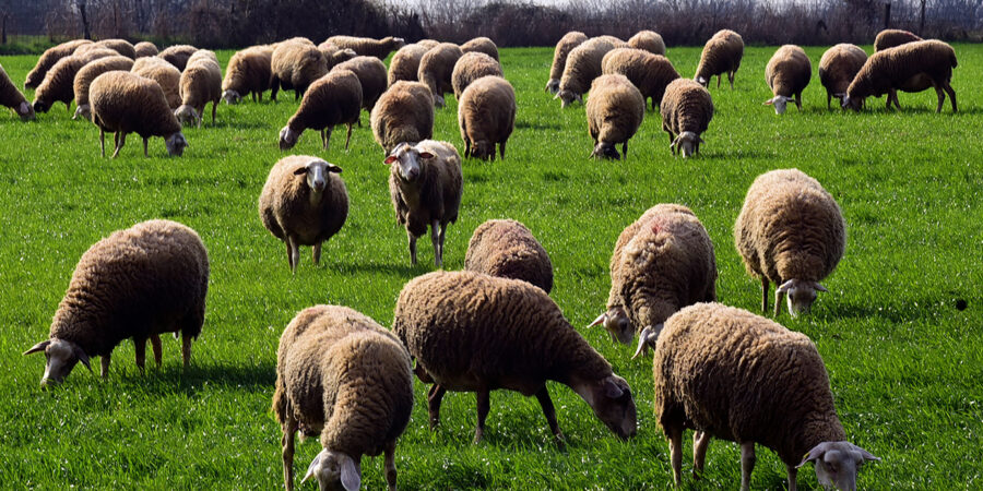 ΟΠΕΚΕΠΕ: Πρωταθλήτρια η Κρήτη στο χάρτη των παράνομων ΑΦΜ