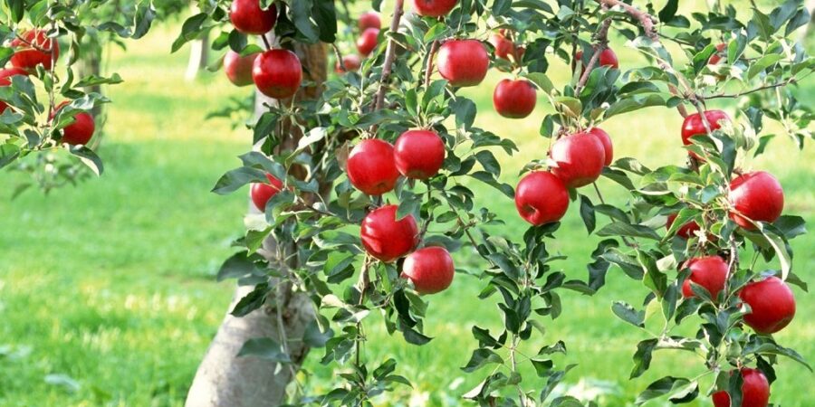 Nέο κεφάλαιο στην παραγωγή πολλαπλασιαστικού υλικού οπωροφόρων δένδρων στην Ελλάδα από τον ΕΛΓΟ-ΔΗΜΗΤΡΑ