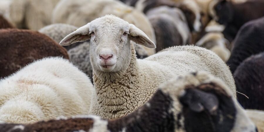 Νέες πληρωμές 12,2 εκατ. ευρώ σε Περιφέρειες και κτηνοτρόφους για τα θανατωθέντα ζώα