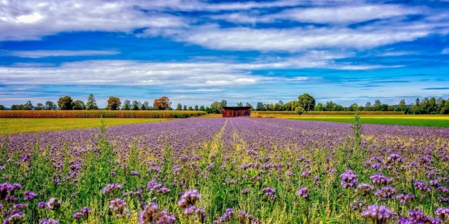 Πανευρωπαϊκό βήμα προόδου σχετικά με τη νιτρορύπανση και τις απώλειες αζώτου στη γεωργία
