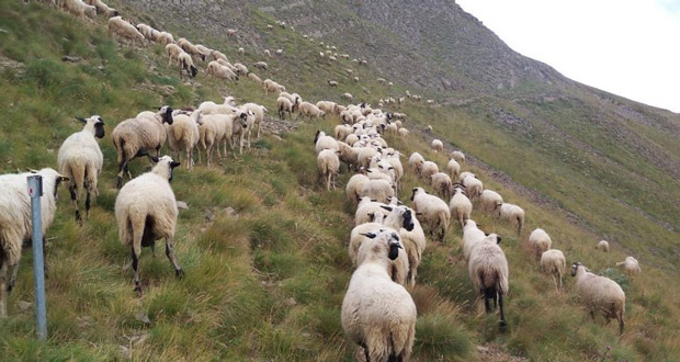 20 νέα μέτρα θωράκισης της κτηνοτροφίας προτείνει η Εθνική Επιστημονική Επιτροπή Διαχείρισης και Ελέγχου της Ευλογιάς