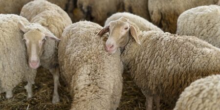 Στενή Συνεργασία και Συντονισμός με το Υπουργείο Προστασίας του Πολίτη για την εφαρμογή των μέτρων κατά της ευλογιάς